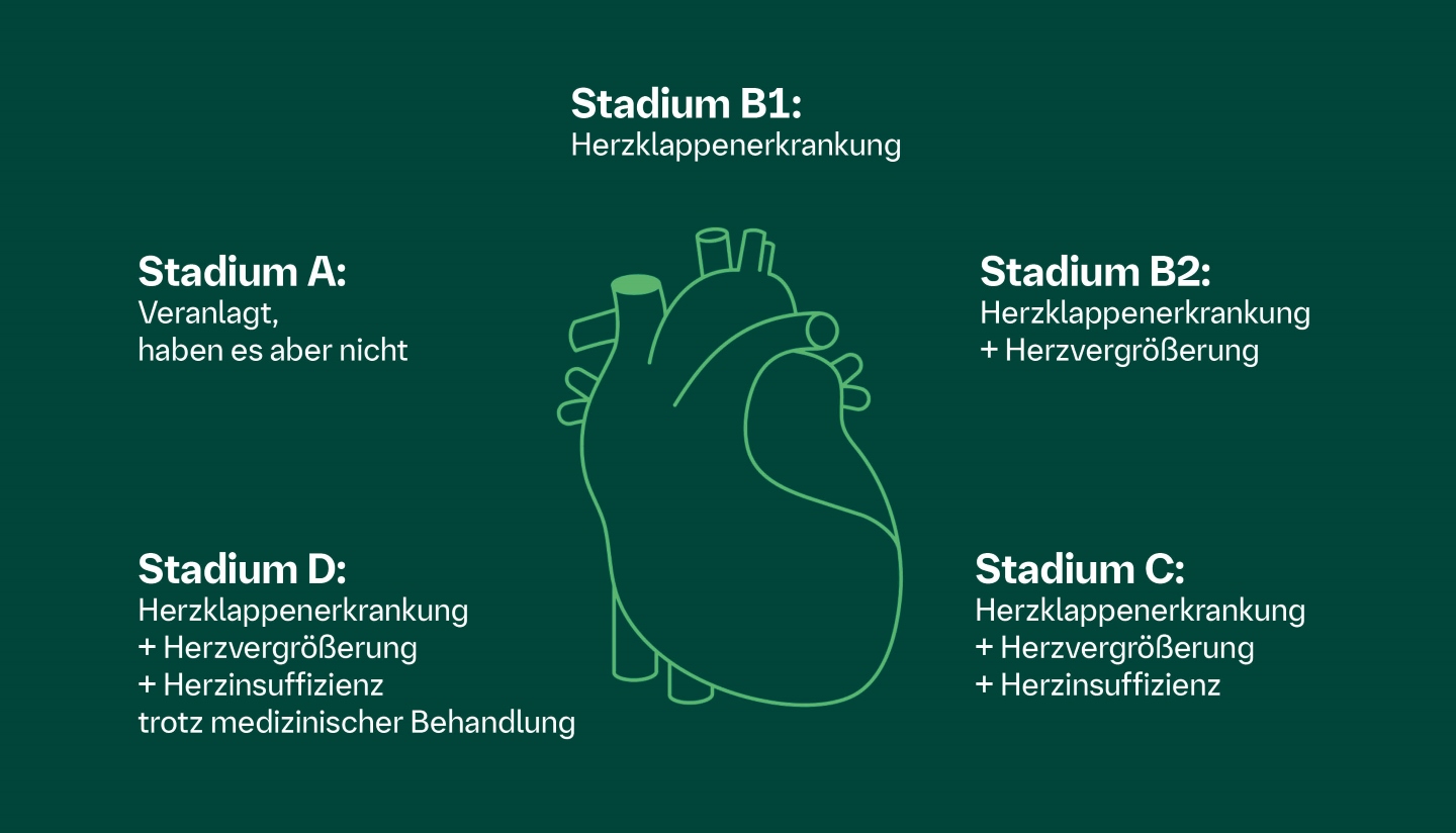 Mitralklappeninsuffizienz Hund Stadium B2 Lebenserwartung www.boehringer-ingelheim.com